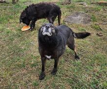 TILDA, Hund, Mischlingshund in Rumänien - Bild 9
