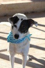 LEONI, Hund, Mischlingshund in Griechenland - Bild 10