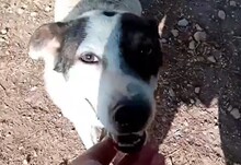 LEONI, Hund, Mischlingshund in Griechenland - Bild 3
