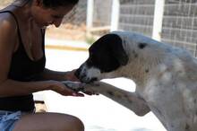 MARINA, Hund, Mischlingshund in Griechenland - Bild 4