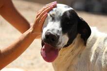 MARINA, Hund, Mischlingshund in Griechenland - Bild 5