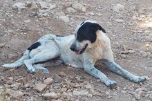 MARINA, Hund, Mischlingshund in Griechenland - Bild 6