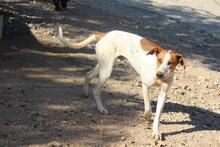 ROMEO, Hund, Mischlingshund in Griechenland - Bild 11