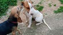 ROMEO, Hund, Mischlingshund in Griechenland - Bild 13