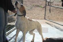 ROMEO, Hund, Mischlingshund in Griechenland - Bild 6
