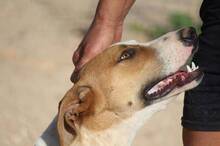 ROMEO, Hund, Mischlingshund in Griechenland - Bild 7