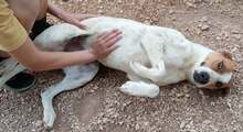 ROMEO, Hund, Mischlingshund in Griechenland - Bild 9