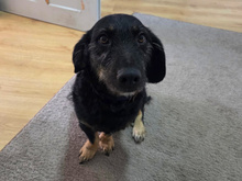 THORA-TORA, Hund, Mischlingshund in Oberviechtach