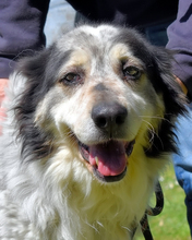 DAIANA, Hund, Mischlingshund in Italien - Bild 10