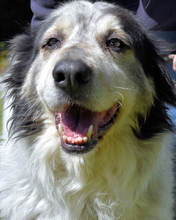 DAIANA, Hund, Mischlingshund in Italien - Bild 13