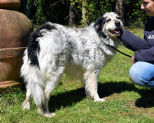 DAIANA, Hund, Mischlingshund in Italien - Bild 4