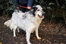 DAIANA, Hund, Mischlingshund in Italien - Bild 6