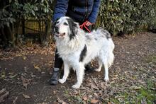 DAIANA, Hund, Mischlingshund in Italien - Bild 7