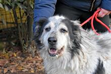 DAIANA, Hund, Mischlingshund in Italien - Bild 8