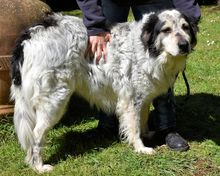 DAIANA, Hund, Mischlingshund in Italien - Bild 9