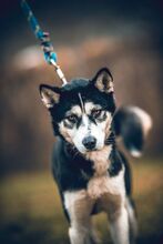 KIRA, Hund, Mischlingshund in Slowakische Republik - Bild 10