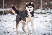 KIRA, Hund, Mischlingshund in Slowakische Republik - Bild 12
