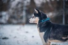 KIRA, Hund, Mischlingshund in Slowakische Republik - Bild 13