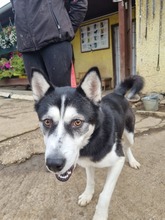 KIRA, Hund, Mischlingshund in Slowakische Republik - Bild 3