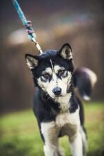 KIRA, Hund, Mischlingshund in Slowakische Republik - Bild 8