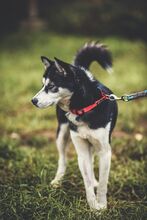 KIRA, Hund, Mischlingshund in Slowakische Republik - Bild 9