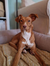 UVA, Hund, Mischlingshund in Elmshorn - Bild 4