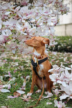 UVA, Hund, Mischlingshund in Elmshorn - Bild 5