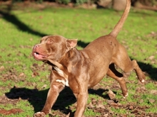 RINGO, Hund, Pit Bull Terrier in Italien - Bild 1