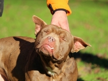 RINGO, Hund, Pit Bull Terrier in Italien - Bild 2