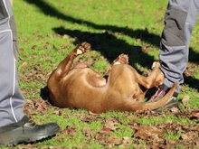 RINGO, Hund, Pit Bull Terrier in Italien - Bild 3