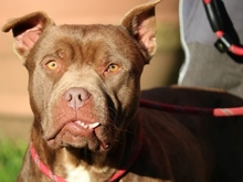 RINGO, Hund, Pit Bull Terrier in Italien - Bild 6