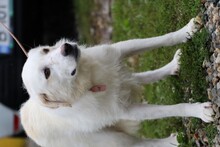 MANJA, Hund, Golden Retriever-Mix in Lohra-Reimershausen - Bild 2