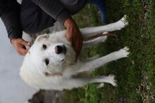 MANJA, Hund, Golden Retriever-Mix in Lohra-Reimershausen - Bild 4