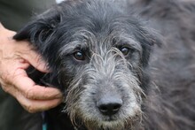 LOLA, Hund, Bearded Collie-Mix in Rumänien - Bild 1