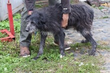 LOLA, Hund, Bearded Collie-Mix in Rumänien - Bild 3