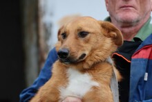 SHANTO, Hund, Mischlingshund in Rumänien