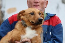 SHANTO, Hund, Mischlingshund in Rumänien - Bild 2