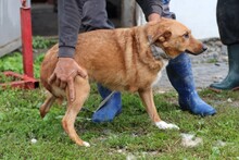 SHANTO, Hund, Mischlingshund in Rumänien - Bild 3