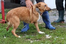 SHANTO, Hund, Mischlingshund in Rumänien - Bild 4