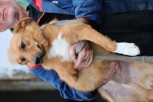 SHANTO, Hund, Mischlingshund in Rumänien - Bild 5