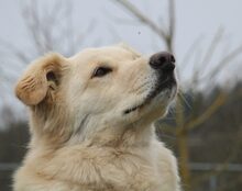 AIKO, Hund, Mischlingshund in Mengkofen