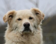 AIKO, Hund, Mischlingshund in Mengkofen - Bild 3
