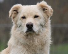 AIKO, Hund, Mischlingshund in Mengkofen - Bild 4
