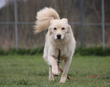 AIKO, Hund, Mischlingshund in Mengkofen - Bild 7