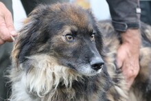 HOTAH, Hund, Collie-Mix in Rumänien - Bild 1