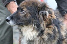 HOTAH, Hund, Collie-Mix in Rumänien - Bild 2