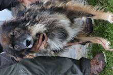 HOTAH, Hund, Collie-Mix in Rumänien - Bild 4