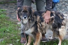 HOTAH, Hund, Collie-Mix in Rumänien - Bild 5