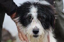 CHELSEA, Hund, Bearded Collie-Mix in Rumänien - Bild 1