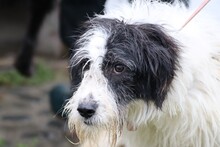CHELSEA, Hund, Bearded Collie-Mix in Rumänien - Bild 2